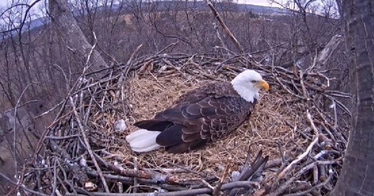 PA Environment Digest Blog: Game Commission Launches New Bald Eagle
