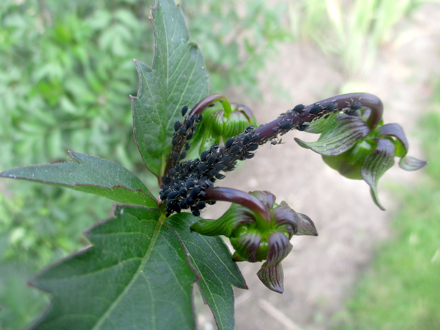 Becoming A Horticulturist Plant Id Week 7