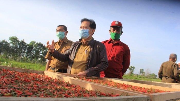 pemasaran cabe alay gegana