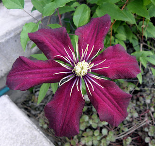 Клематис ниобе фото и описание группа обрезки File:Clematis Niobe (2).jpg Wikimedia Commons