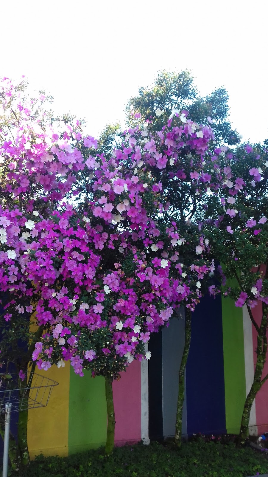 Sabor Básico Início da Primavera 2016