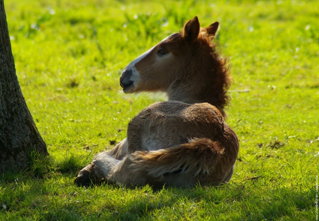 Mes amis les chevaux poulain