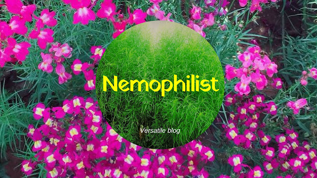 Meaning of Nemophilist