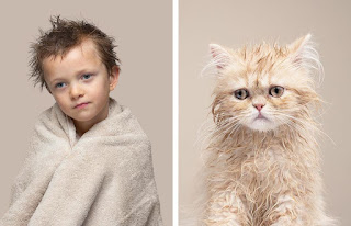 Un fotógrafo compara retratos de gatos y humanos