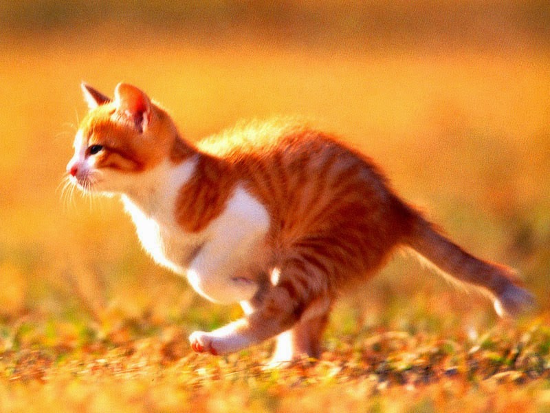 Running Cat Wallpapers. Image world Running Cat Wallpapers. Image world