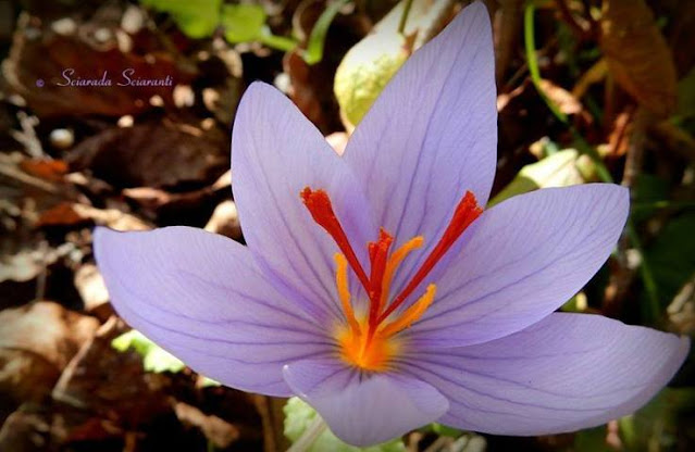 Crocus sativus - Zafferano