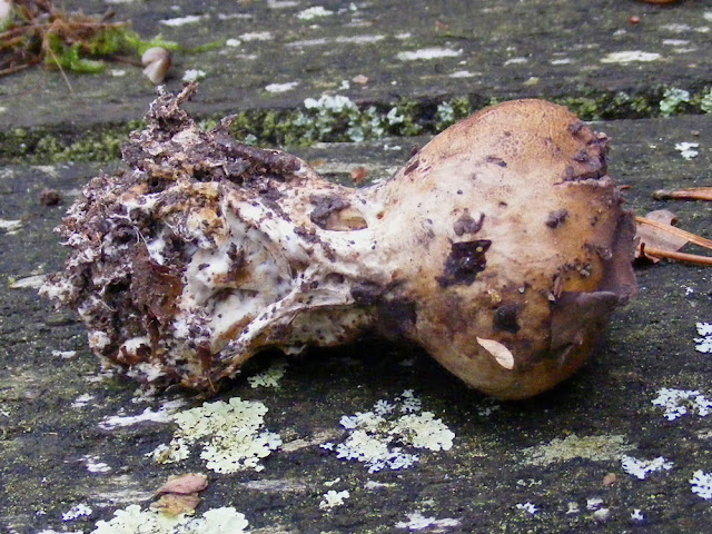 An earthball Scleroderma sp (Fr. Scleroderme). Indre et Loire, France. Photo by Loire Valley Time Travel.