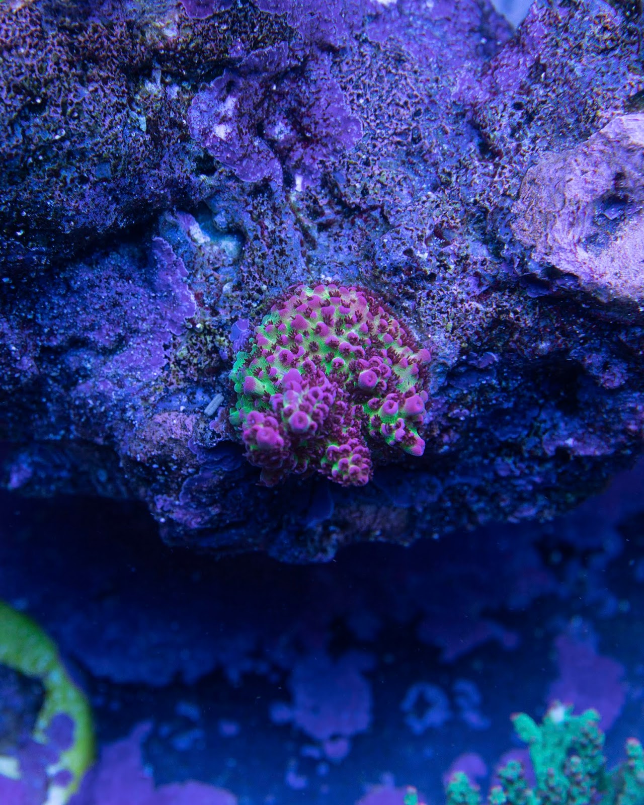 Disaster Narrowly Averted - Dangerous Temp Spike and What I Learned —  ReefWeeds