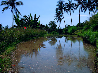 Watering Paddy Field Landscape