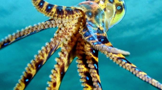 5 Hewan  Laut  Dengan Bisa Paling  Mematikan  Di Dunia Alan 