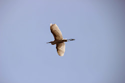 how high birds fly 10