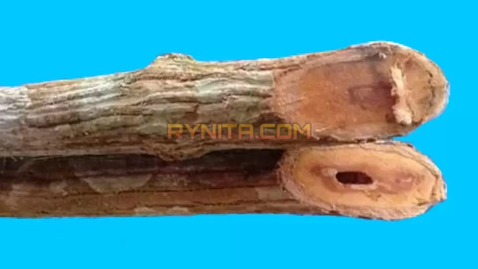 Tanaman bajakah Kalimantan untuk Obat Menyembuhkan Penyakit Kanker Payudara