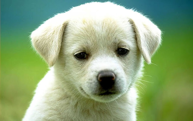 white puppy wallpaper