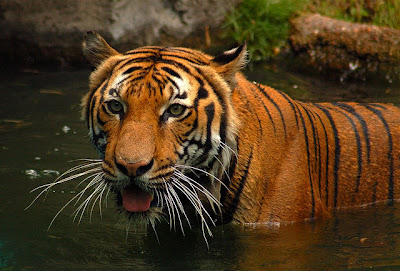 Malayan Tiger | The Life of Animals