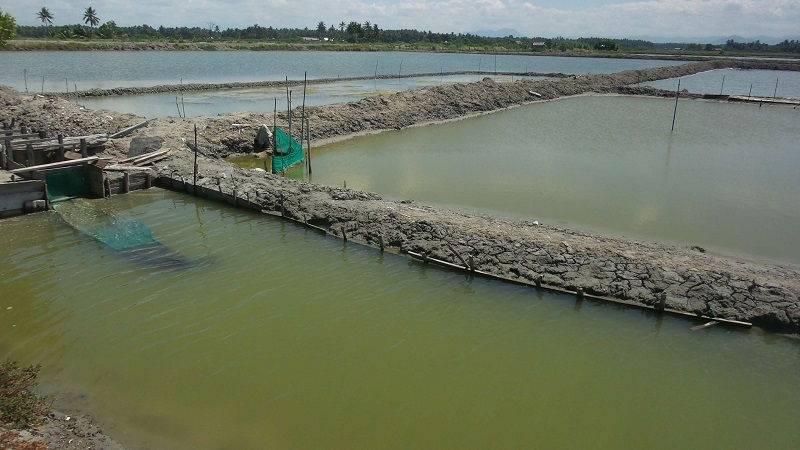 budidaya ikan bandeng