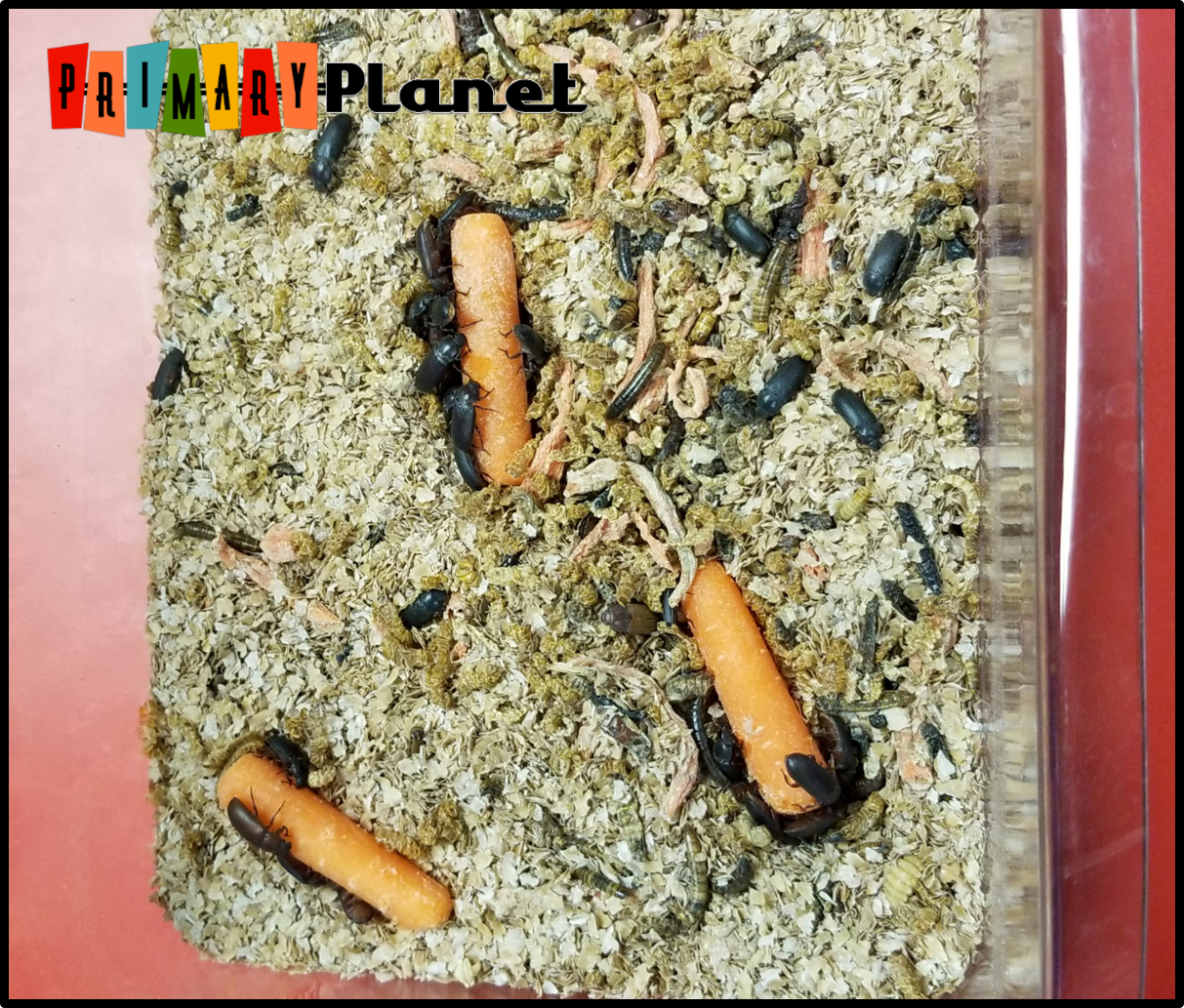 Mentor Text Monday Mealworm Life Cycle Primary