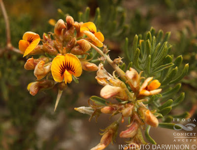 Acerillos (Adesmia pinifolia)