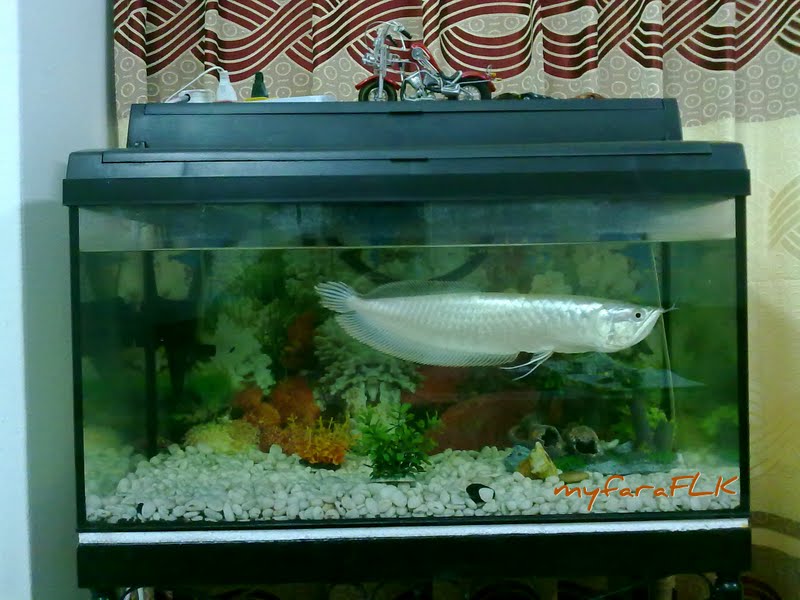 Ceritera FLK: Ikan Kelisa @ Arowana