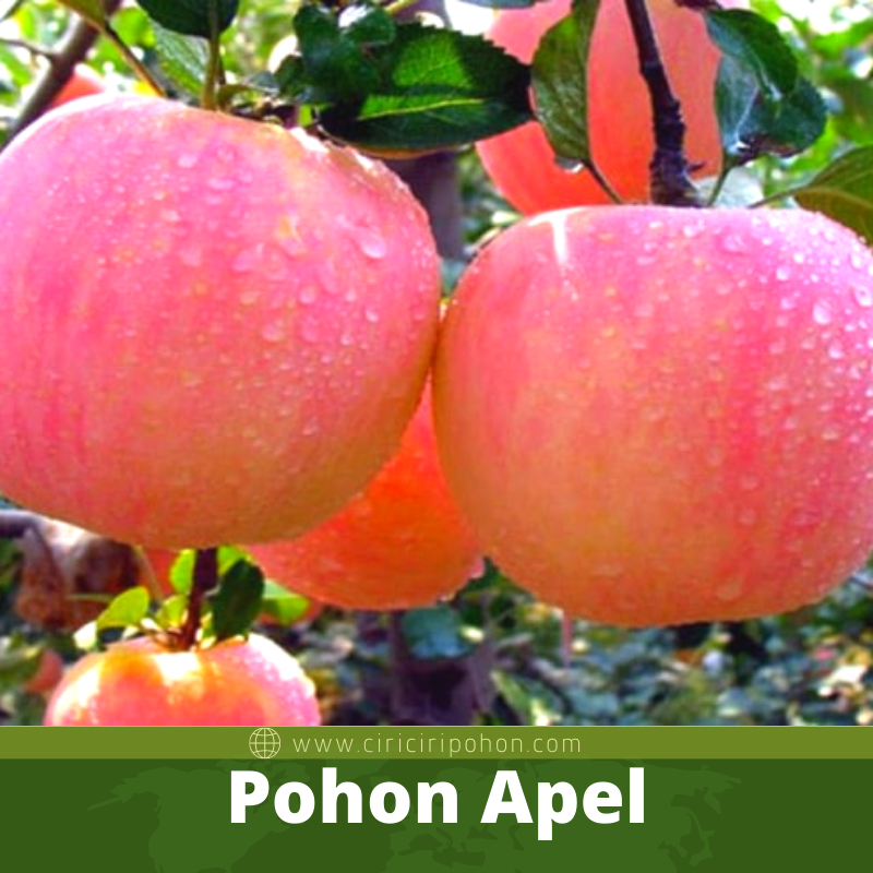 Pohon Apel