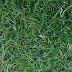 Herbisida Untuk Rumput Grinting / Menyiasati Lahan Gersang Grinting - PT Pertamina (Persero) : Rumput grinting merupakan gulma pada tanaman jagung, tebu kapas dan pada tanah perkebunan.