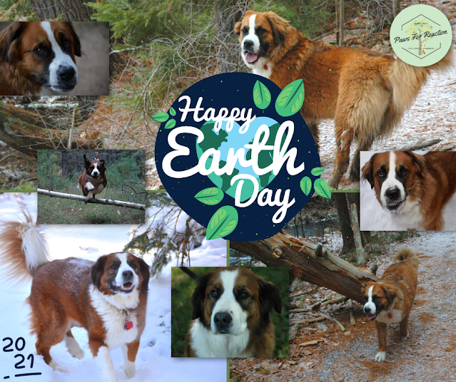 Earth Day 2021 Saint Bernese dogs Paws For Reaction