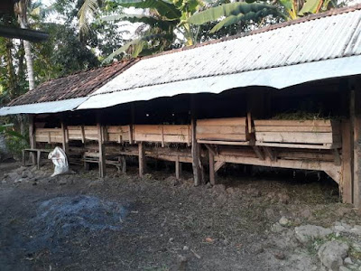 Cara Mengatasi Bau Kotoran pada Kandang Ternak Kambing, Sapi dan Unggas Cara Mengatasi Bau Kotoran pada Kandang Ternak Kambing, Sapi dan Unggas