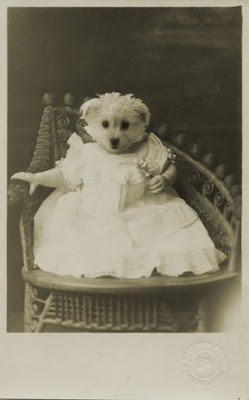 dog head on vintage baby photograph
