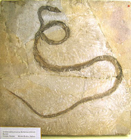 Fossil of Archaeophis proavus.
