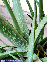 Aloe Vera HD image download