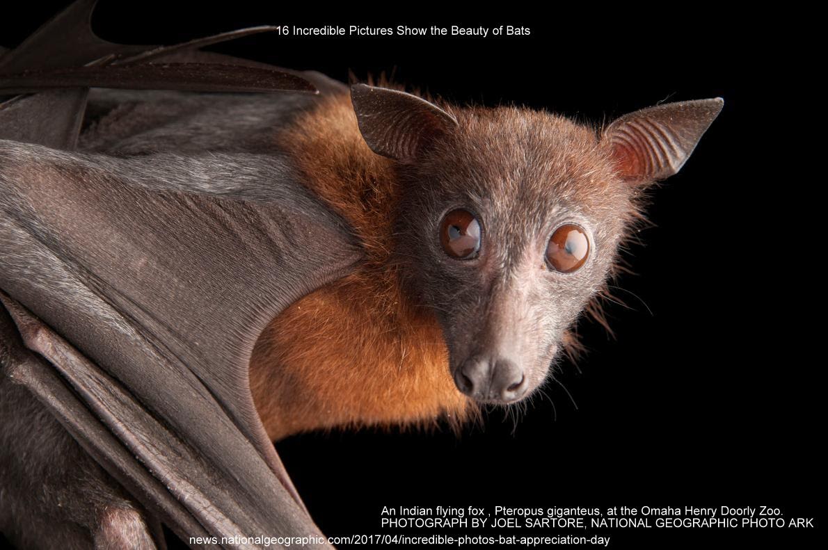 16 Incredible Pictures Show the Beauty of Bats