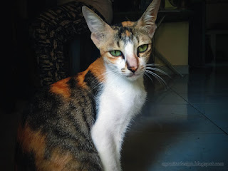 Wistful Pretty Cat Eyes Waiting For Food In The House North Bali Indonesia