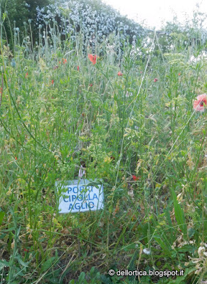 orto biologico biodinamico consociazioni giardinaggio aiuole trapianti piselli pomodori fragole