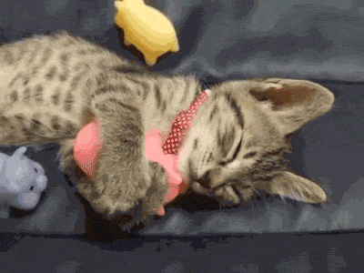 Kumpulan Gambar Kucing Bergerak Lucu Banget - Lucu Pool