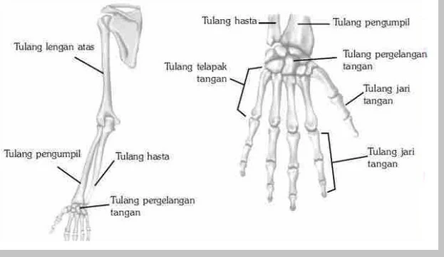 Pengertian Tulang Atas - berbagaireviews.com