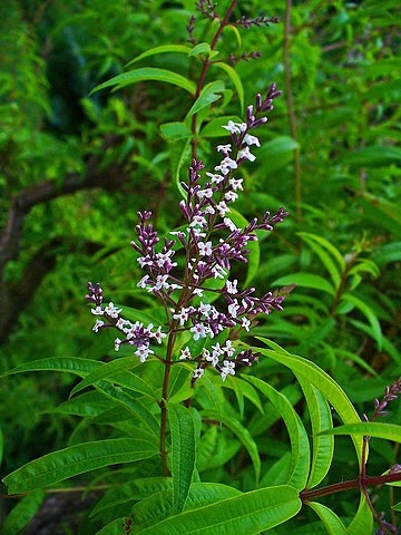 Lemon Verbena and Bluefish
