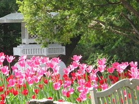Royal Botanical Gardens pink tulips by garden muses-not another Toronto gardening blog
