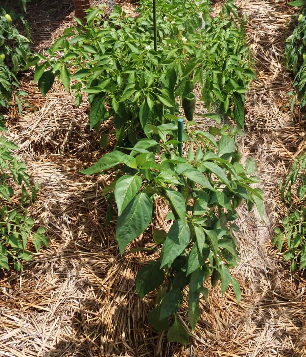 Menanam Cabe rawir di pekarangan rumah