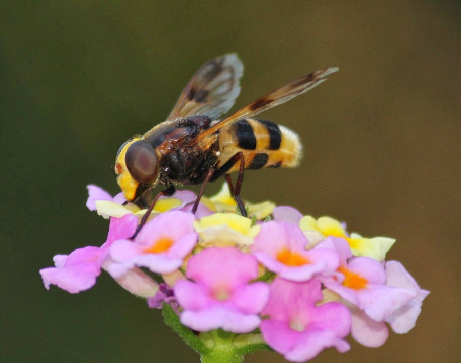 VOLUCELLA ZONARIA