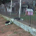 Cadelinha "Lana" divide seu cobertor com amiguinho da rua