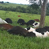 Quinze vacas morrem após tempestade com raios em Itaberaí, diz aposentada