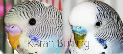 Tips Jitu Mengetahui Umur Parkit Dari Fisiknya Beternak burung parkit penuh proses usaha dan sering kali percobaan hingga sanggup ben Tips Jitu Mengetahui Umur Parkit Dari Fisiknya
