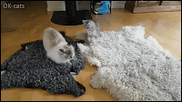 Hilarious Cat GIF • Those Jedi skills! Flora the Ninja cat gone wild  on carpets, hahaha