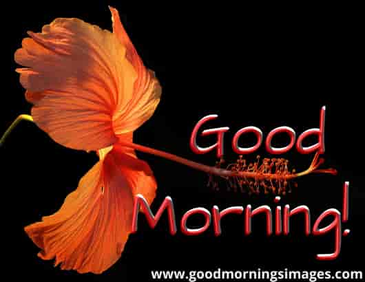 Good morning shayari pictures Good morning shayari pictures