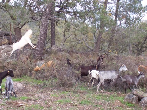cabras pastoreando en el monte