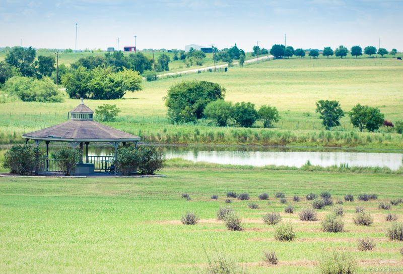 Chappell Hill Lavender Farm: Things To Do in Brenham, Texas, USA