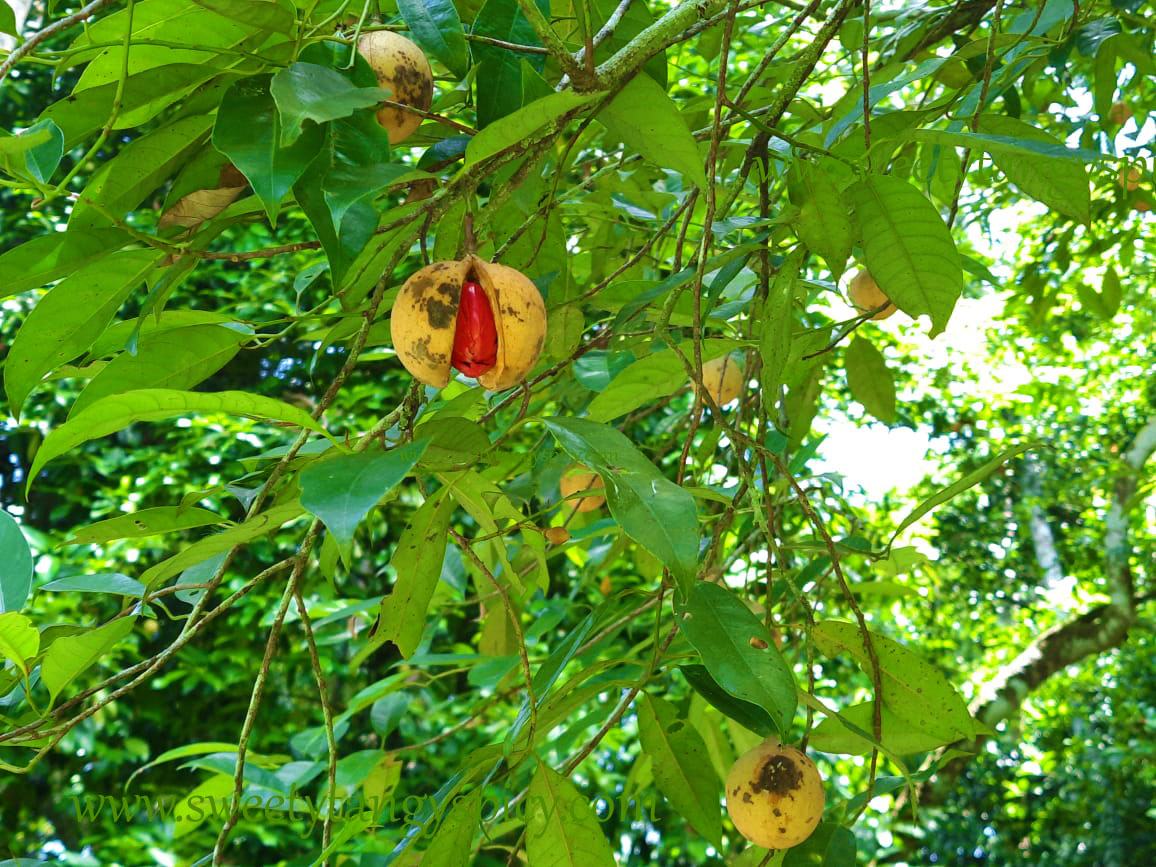 Nutmeg Tree In Kerala