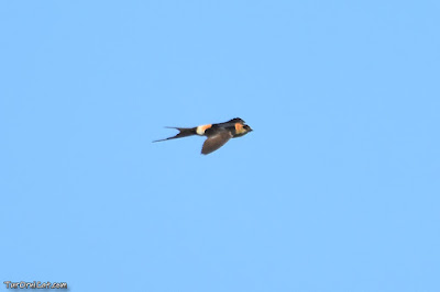 Oreneta cua-rogenca (Hirundo daurica)