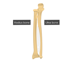 Ulna (tulang hasta) Ulna (tulang hasta)
