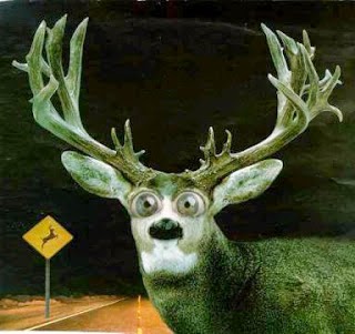 http://1.bp.blogspot.com/-aJroeqcKl1k/VCM_sDCX6aI/AAAAAAAAANQ/ygN9UdWGKcE/s1600/deer_in_the_headlights_look.jpg