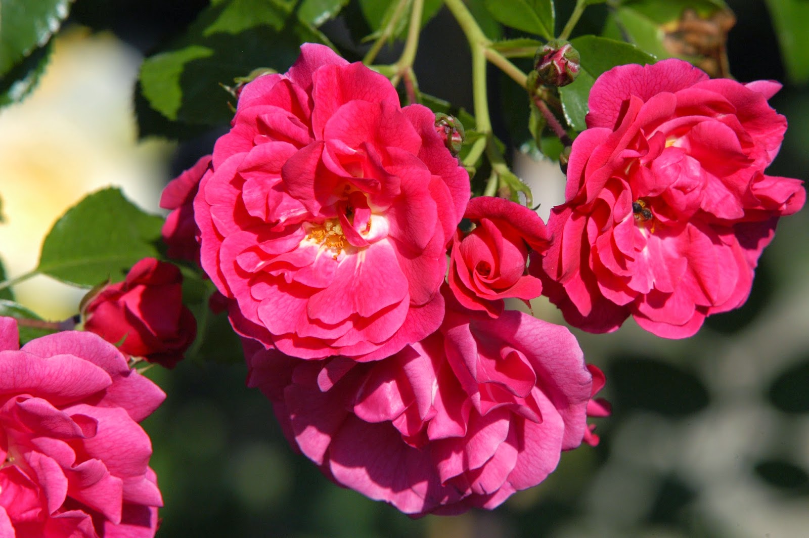 97+ Plante Grimpante Avec Fleur Rose Gratuit Photoeva